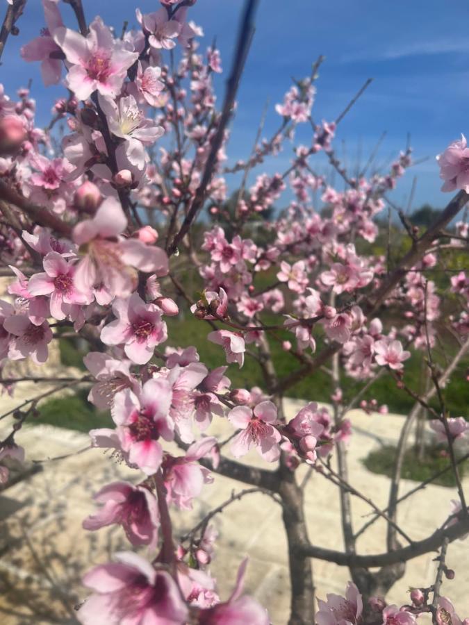 Masseria Gelsi Торе Чианка Екстериор снимка